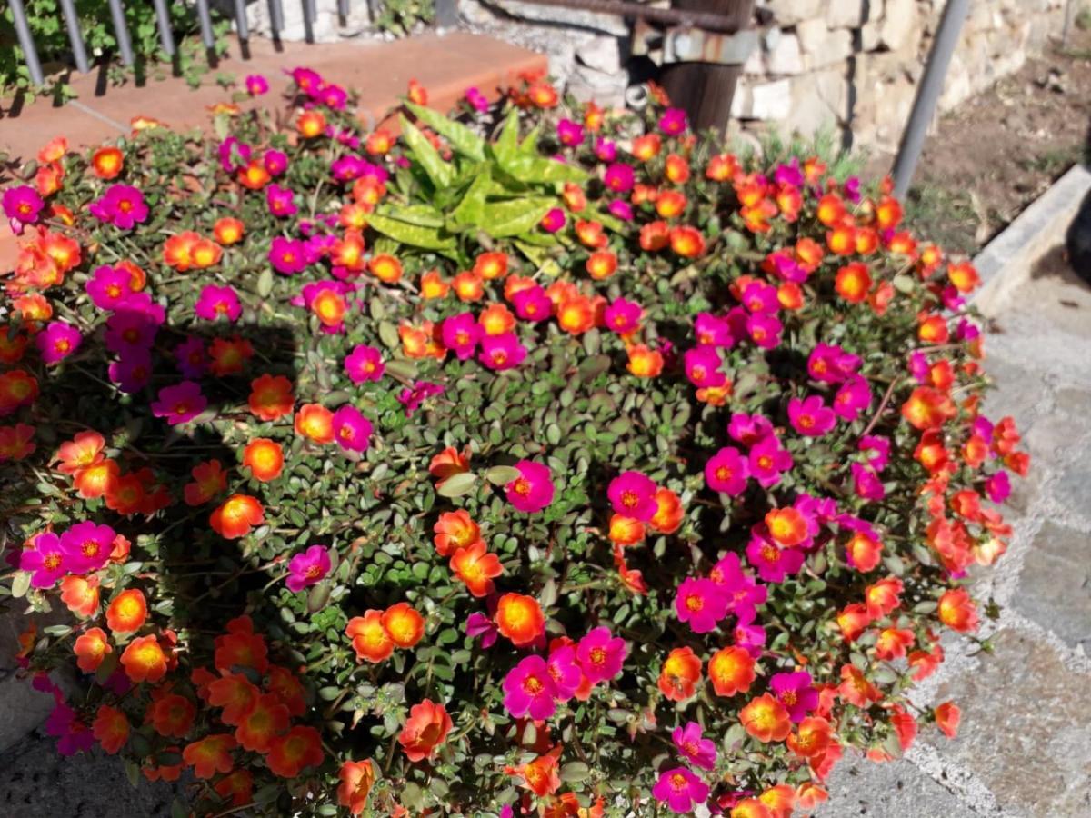 B&B Nido Sul Mare Alassio Dış mekan fotoğraf